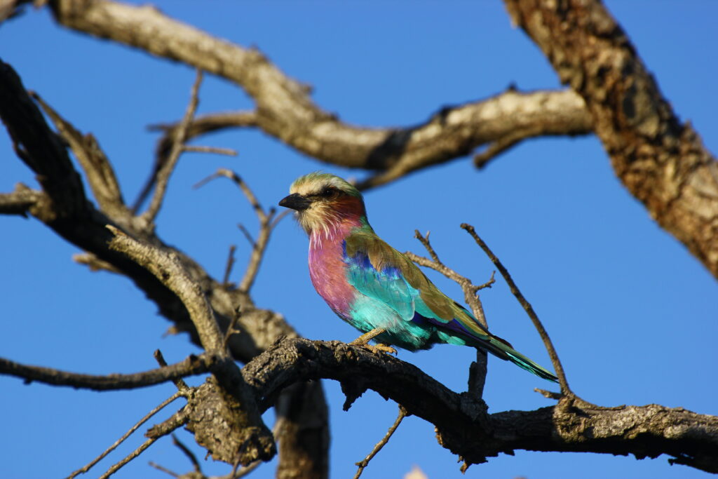 Lilac breasted roller