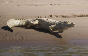 Caiman sighting in Tambopata