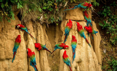 Macaw Lick in Tambopata National Reserve