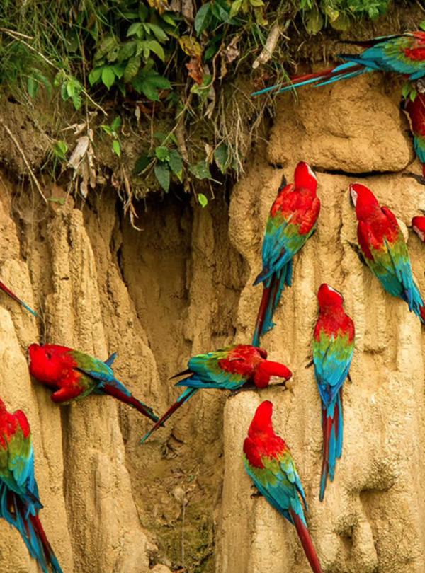 Macaw Lick in Tambopata National Reserve