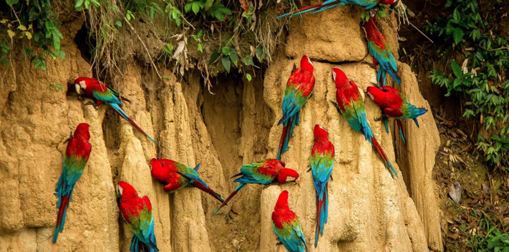 Macaw Lick in Tambopata National Reserve