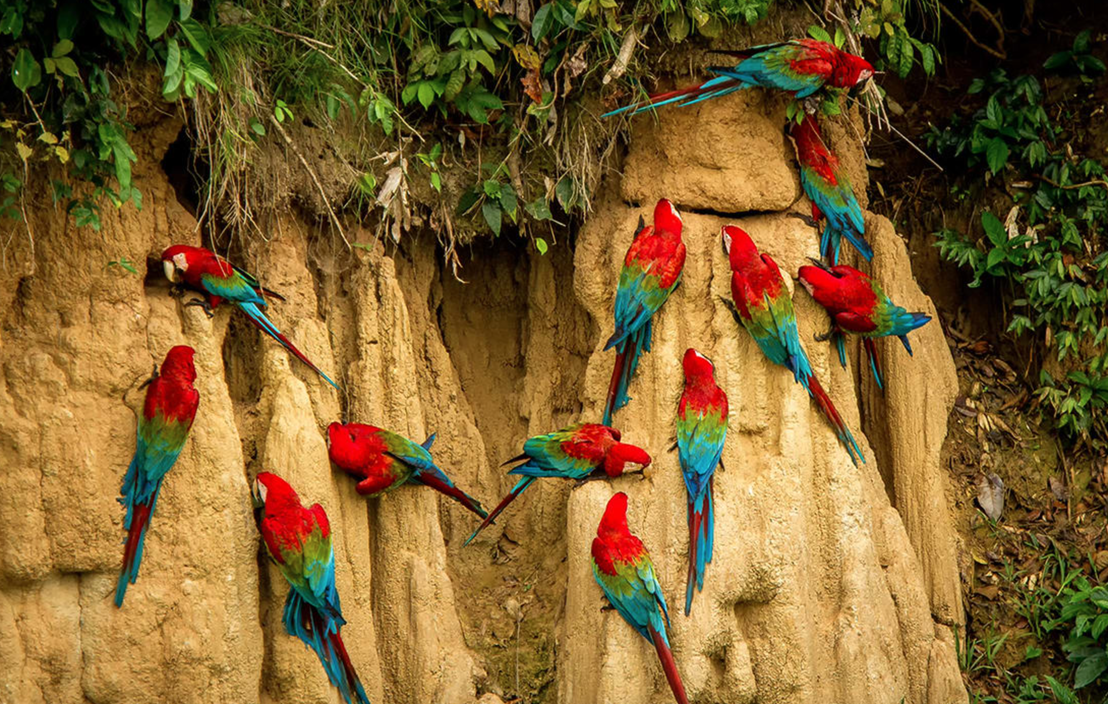 Macaw Lick in Tambopata National Reserve