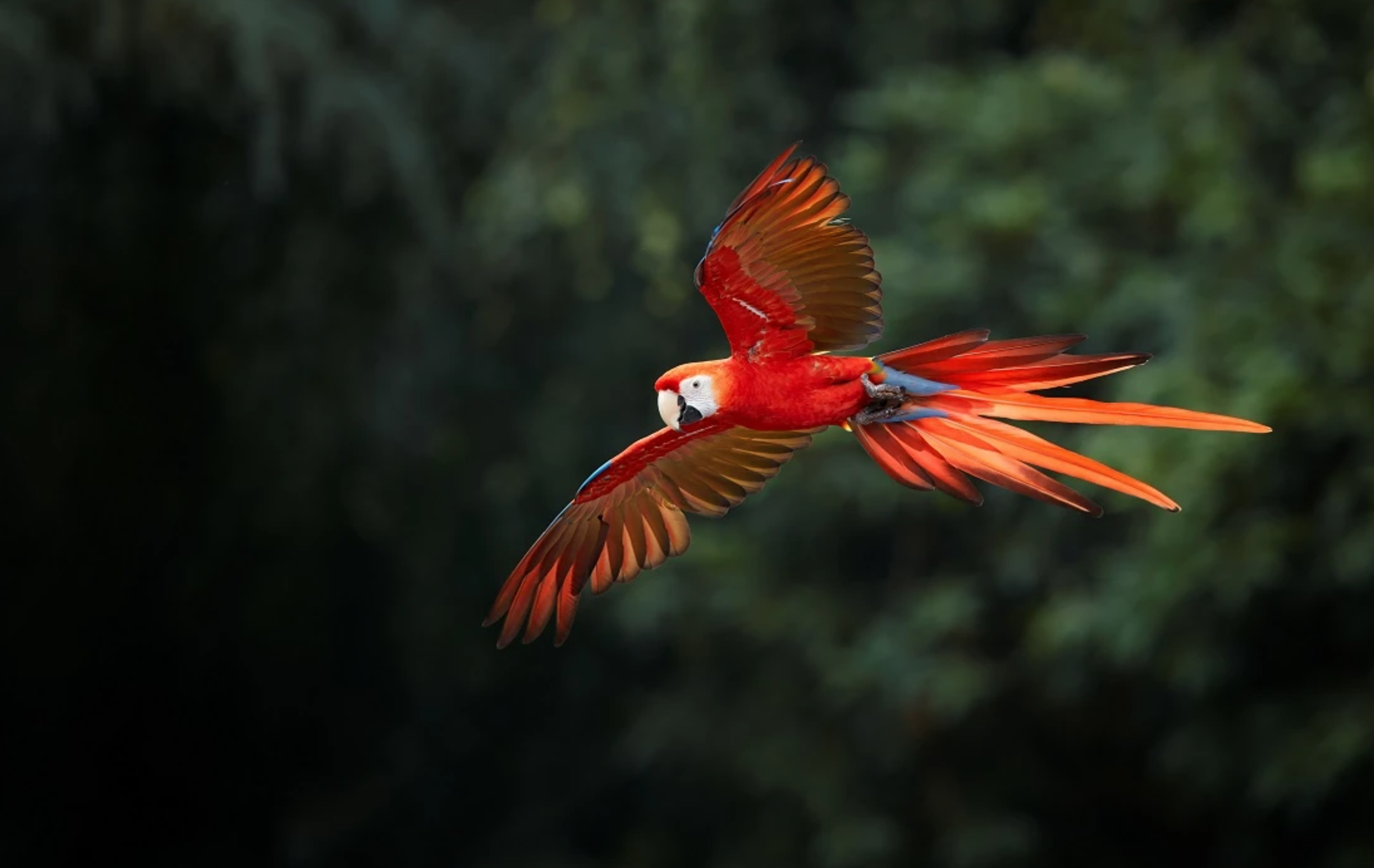 Macaw flying over Tambopata