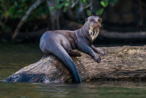 Clawless Otter sighting in Sandoval Lake