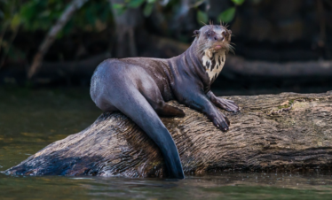 Clawless Otter sighting in Sandoval Lake