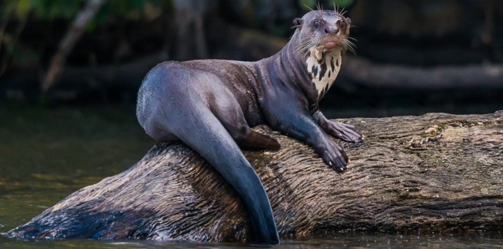 Clawless Otter sighting in Sandoval Lake