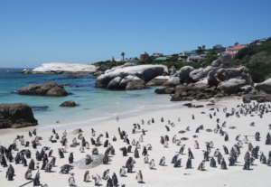 Boulders Beach, Cape Town