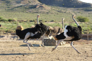 Ostrich Farm tour