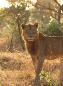 Lion sighting in the morning, Kruger National Park