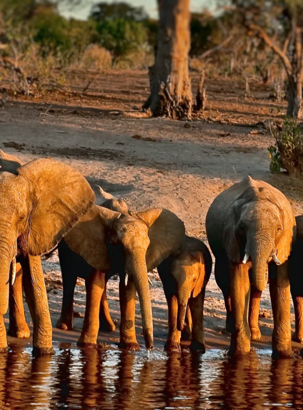 Chobe National Park