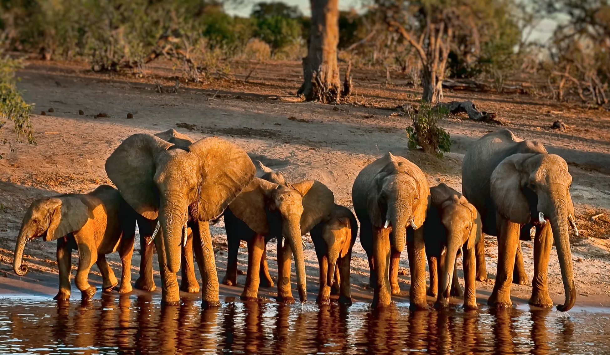 Chobe National Park