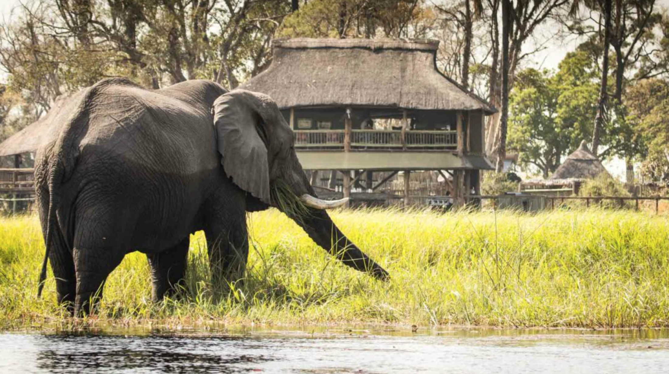 Moremi Crossing activities