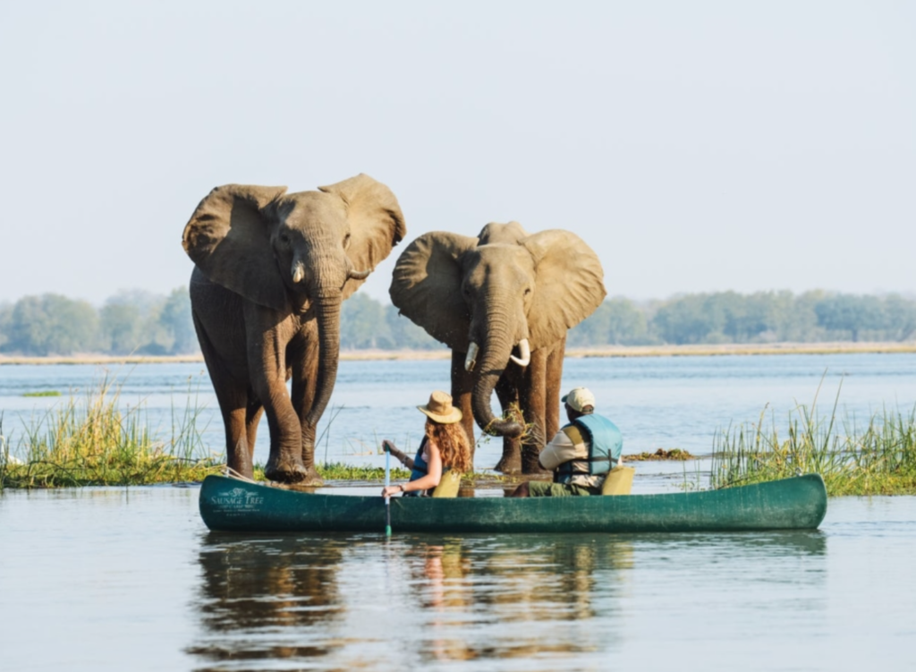 Mokoro in the Okavango Delta with elephants