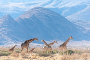 Kalahari Desert nature drive