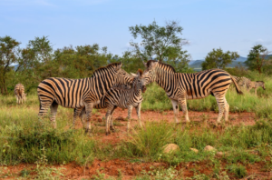 Safari game drive in Kruger National Park