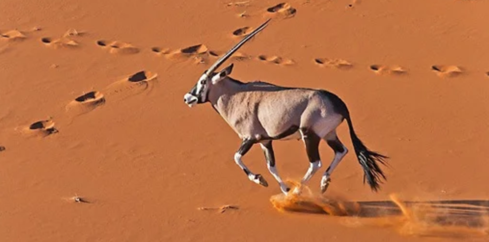 Gemsbok running in the Namibian Desert