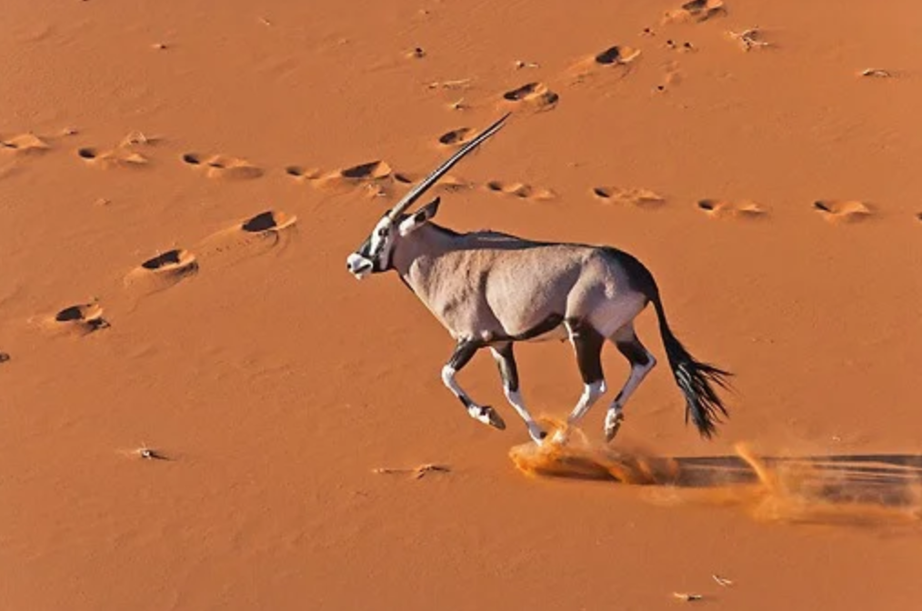 Gemsbok running in the Namibian Desert