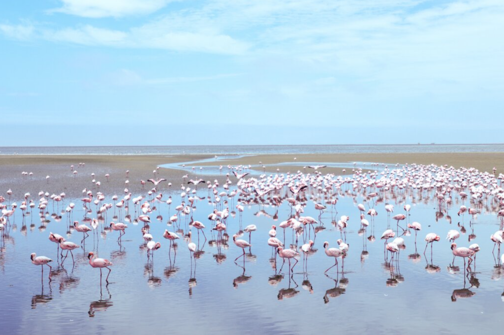 Flamingos in Walvis Bay