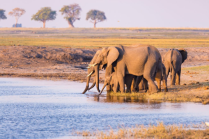 Driving through Namibia, desert elephants