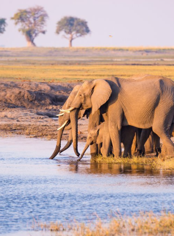 Driving through Namibia, desert elephants