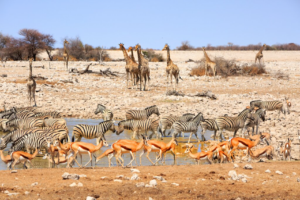 Etosha National Park waterhole