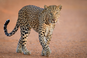 Etosha National Park leopard