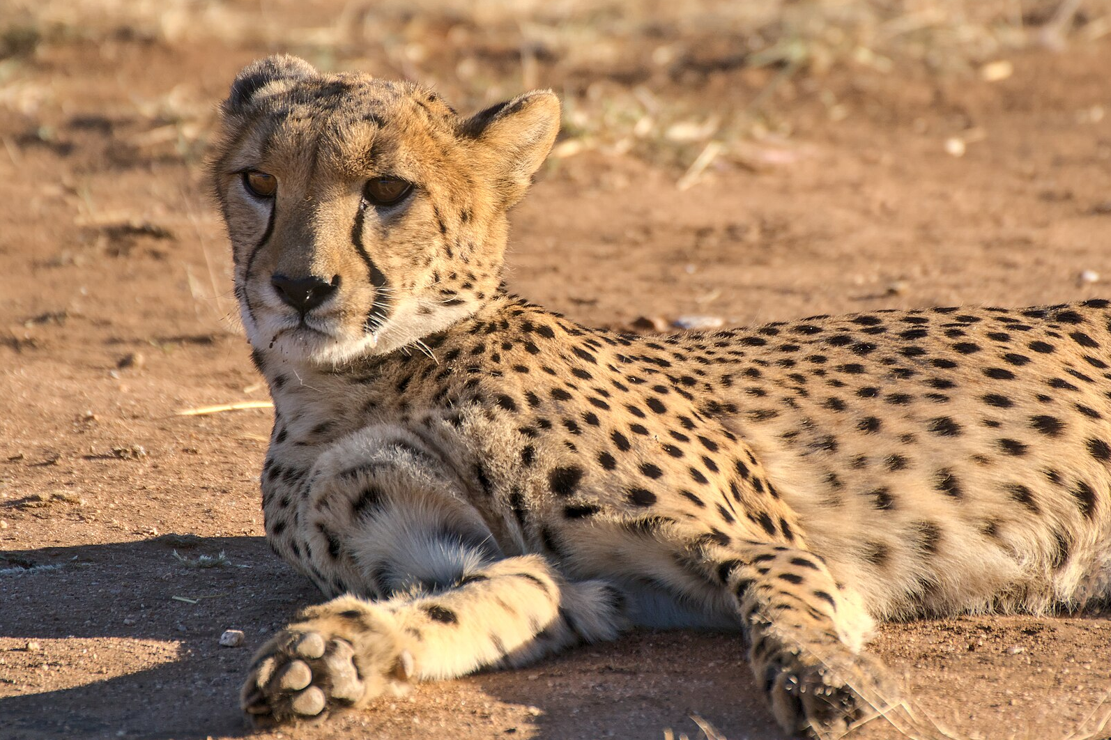 Namibia Cheetah Conservation Fund