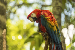 Guacamayo Amazon River cruise