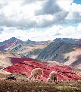 Palcoyo and llamas