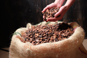 Cacao beans