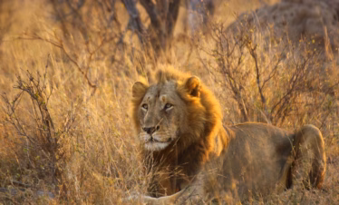 Golden hour male lion